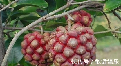 黑老虎|女性担心老太快,常吃以下食物,补血养颜,排毒抗衰,预防妇科病