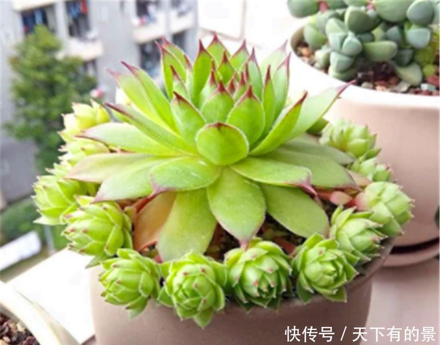 多肉中的“七色仙子”,造型独特色彩缤纷,7种风格各具特色