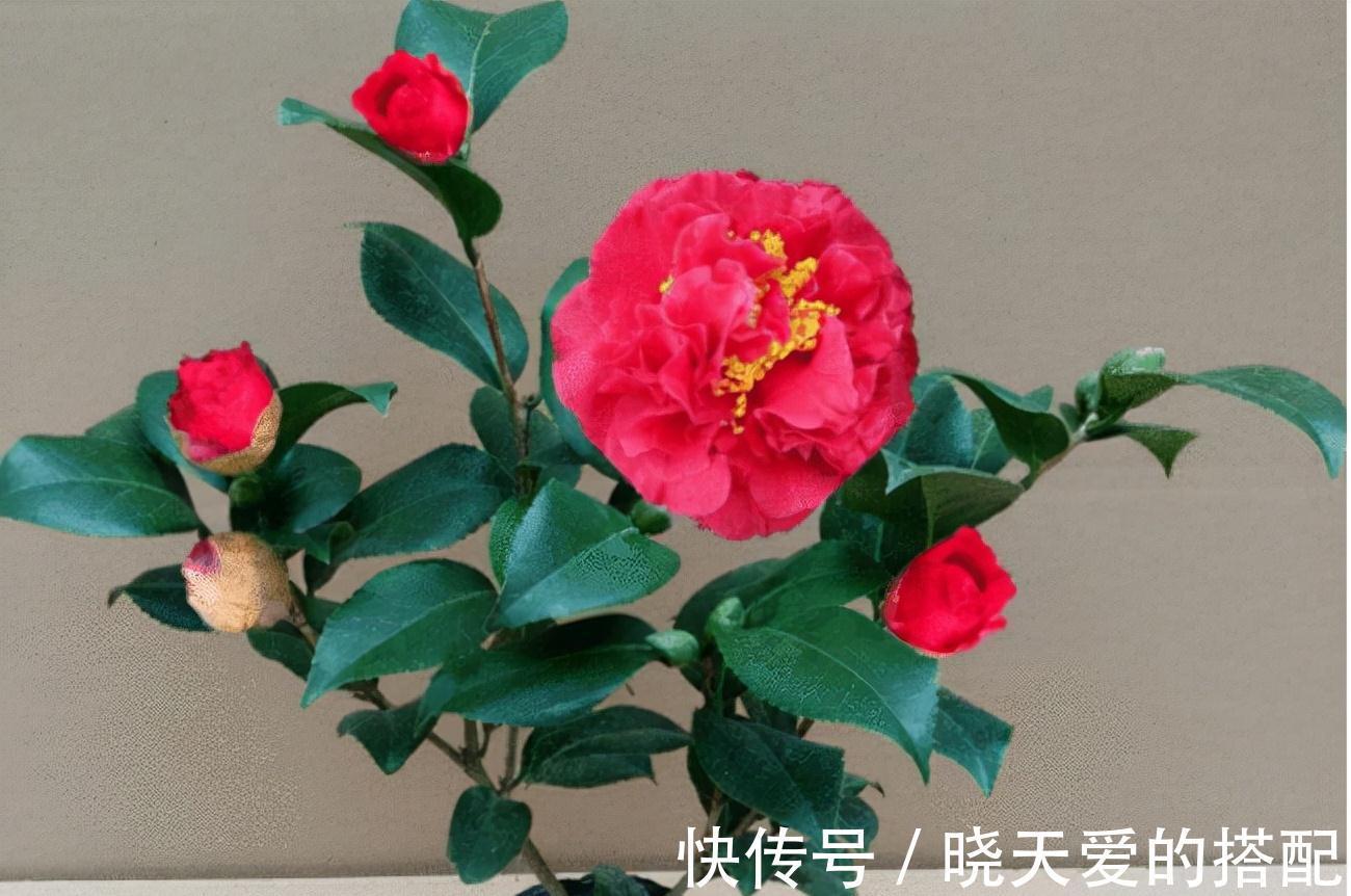 适合十月养的“14种花”,成活率高,能早日开花,喜欢别错过
