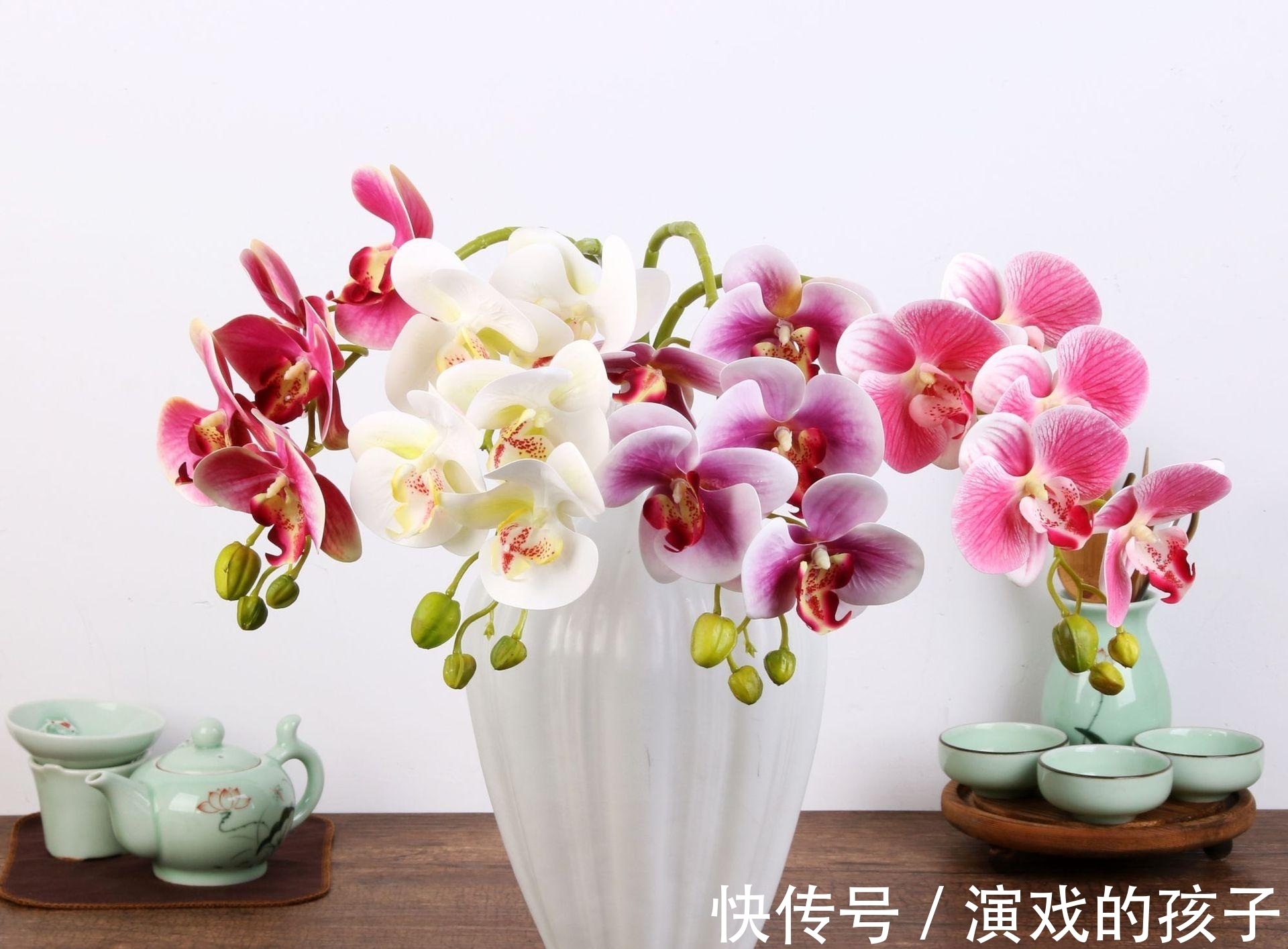 养殖|蝴蝶兰注意这4点,花苞绽放,越来越美