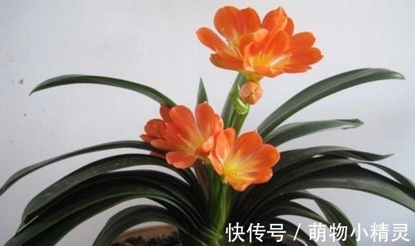 家庭养君子兰,谨记这几个要点,根系更健壮,爱长新叶子