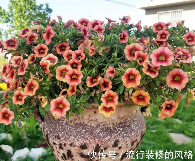 阳台只养3种花,开花久花量大,秋天掐个枝扦插,一盆轻松变多盆