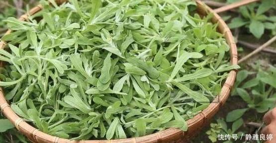 吃法|这3种野菜清肝明目效果好,营养价值高,天然解毒,让身体减负担