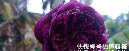 月季长得好不好配土很关键,这种配土方法比买的营养土都好用!