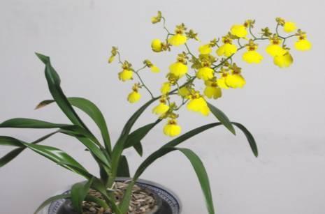 石斛兰|最全的兰花大鉴赏,看看你都见过几种兰花!