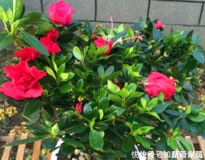 4种花很耐养,沾土就能活,越懒养长得越好,给点阳光就爆盆!
