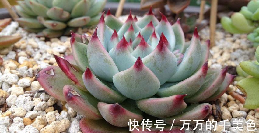爆盆|适合新人养殖的5款多肉,它们好看又易爆盆,拿来练手正好