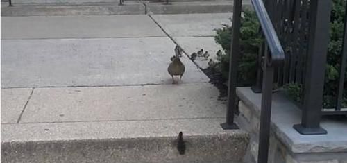 孩子|鸭妈妈领着孩子街头散步，队伍整齐划一，这只小鸭却“引人注目”