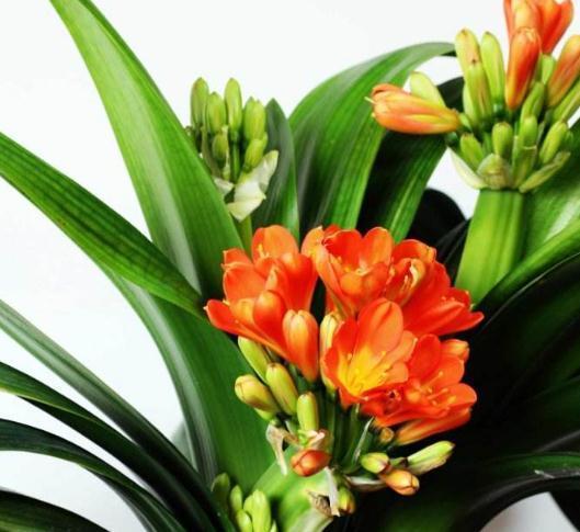 虎皮兰、君子兰”叶片蔫“喝口”激素水“,叶片油亮、花开满盆