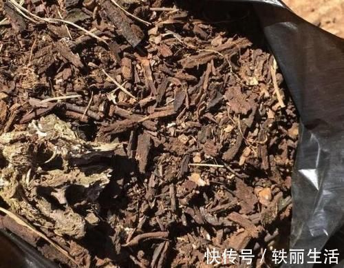 养花烂根不是大问题!土里埋点它,根须刷刷长满盆,越来越壮实