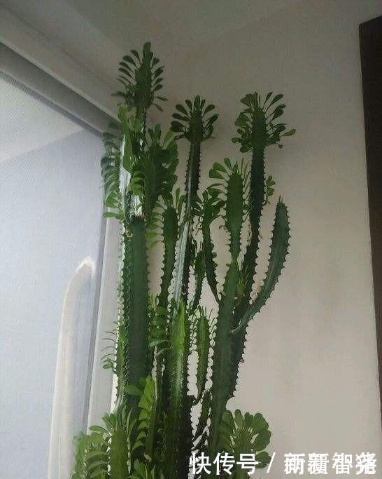 净化|家里养这4种植物,旺财镇宅,净化空气又好看,养一盆特别值