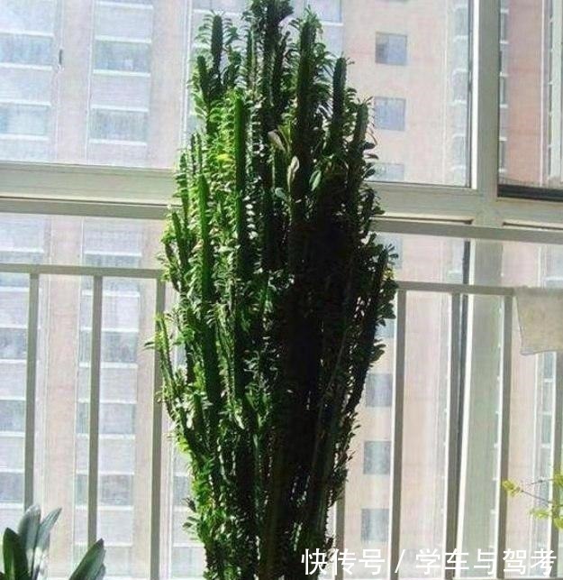 滴水观音|家里有孩子,别种这5种多肉,越养越有毒,赶快搬出去!