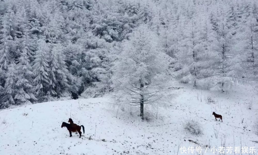 雪天|一到雪天，李家就美成了壁纸！