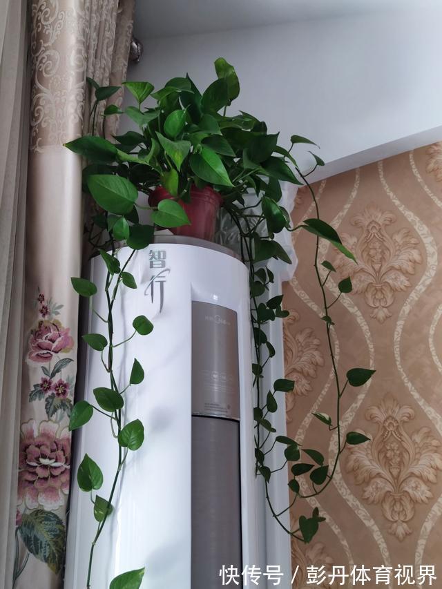 室内养花“别乱放”,5个地方不适合,养一盆枯一盆