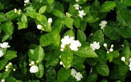 花香味|夏季养茉莉，学会这“3招”，开花开不停，花香味十足