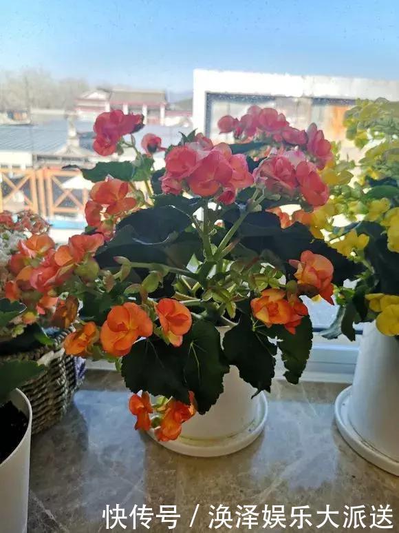 种花|3种花人称“夏必死”,买一盆死一盆,新手小白别忽视