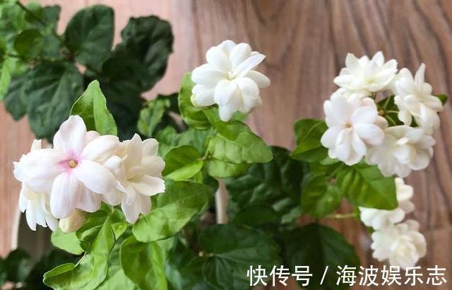 茉莉花|茉莉花落叶“光秃秃”，及时处理，起死回生，恢复枝繁叶茂