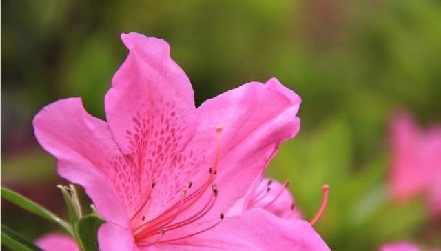 为什么邻居家的杜鹃花一年开几次花杜鹃花盆栽叶片有黑点的原因