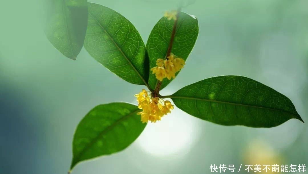 秋天|秋天,是桂花味的.....