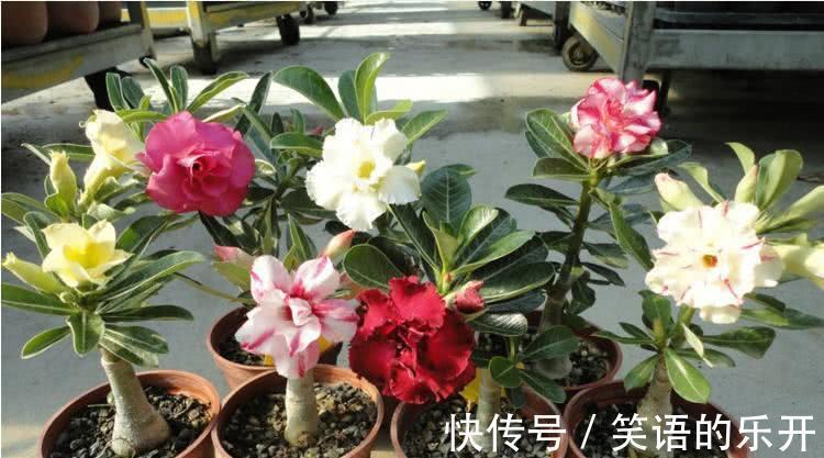 积水|适合“干养”的11种花,天冷更加要控水,不然难过冬