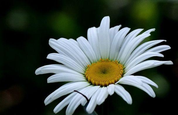 农历9月29日霜降后,养什么花?以下3种花,吉祥如意招财进宝