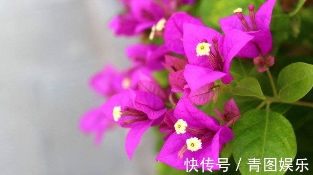 新芽|三角梅花谢后要会剪,剪对接着开花爆盆,剪错一朵花都不开