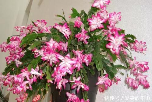 蟹爪兰|家里养这3种花,立夏后一定要少浇水,一浇多就黑腐烂根