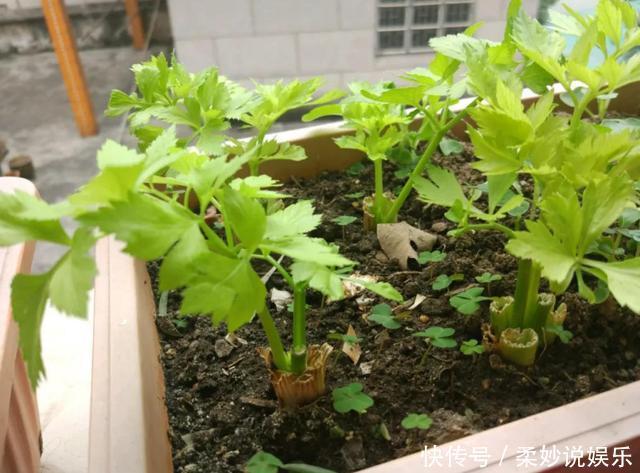 红薯|这5种菜留好根，放在水培瓶里，没几天长出小盆栽叶子还能吃