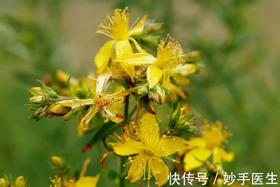 对照组|神奇的中草药|原是有毒的中草药,摇身一变竟成治疗癌症的靶向药