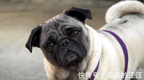 萌宠巴哥犬，国内的本土犬，有它不愁没表情包