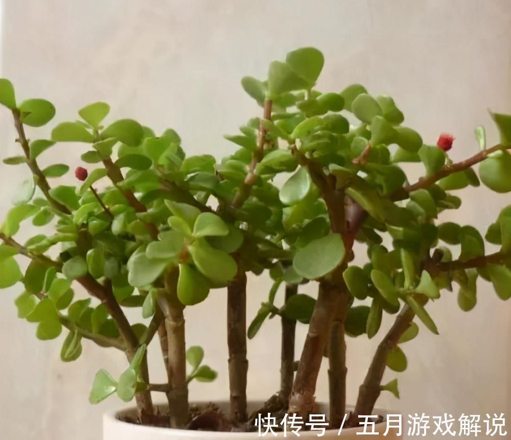 多肉植株中的金枝玉叶,木质化主茎随便修剪,就是上好盆景