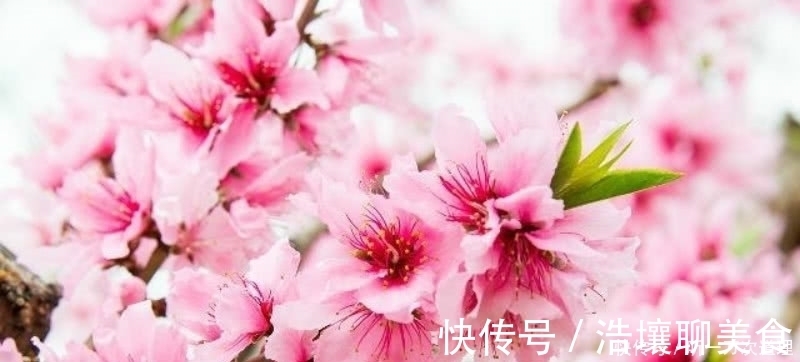 春天里$元稹的《桃花》和《菊花》，写得无比凄美，同时也很是悲伤！