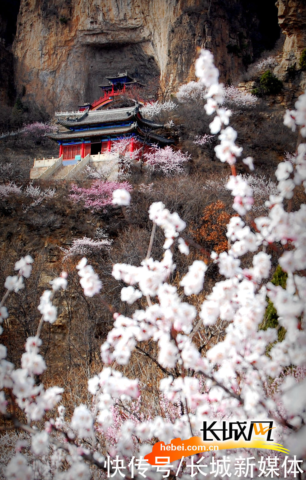 「高清组图」花开燕赵·美丽河北｜花开天桂山