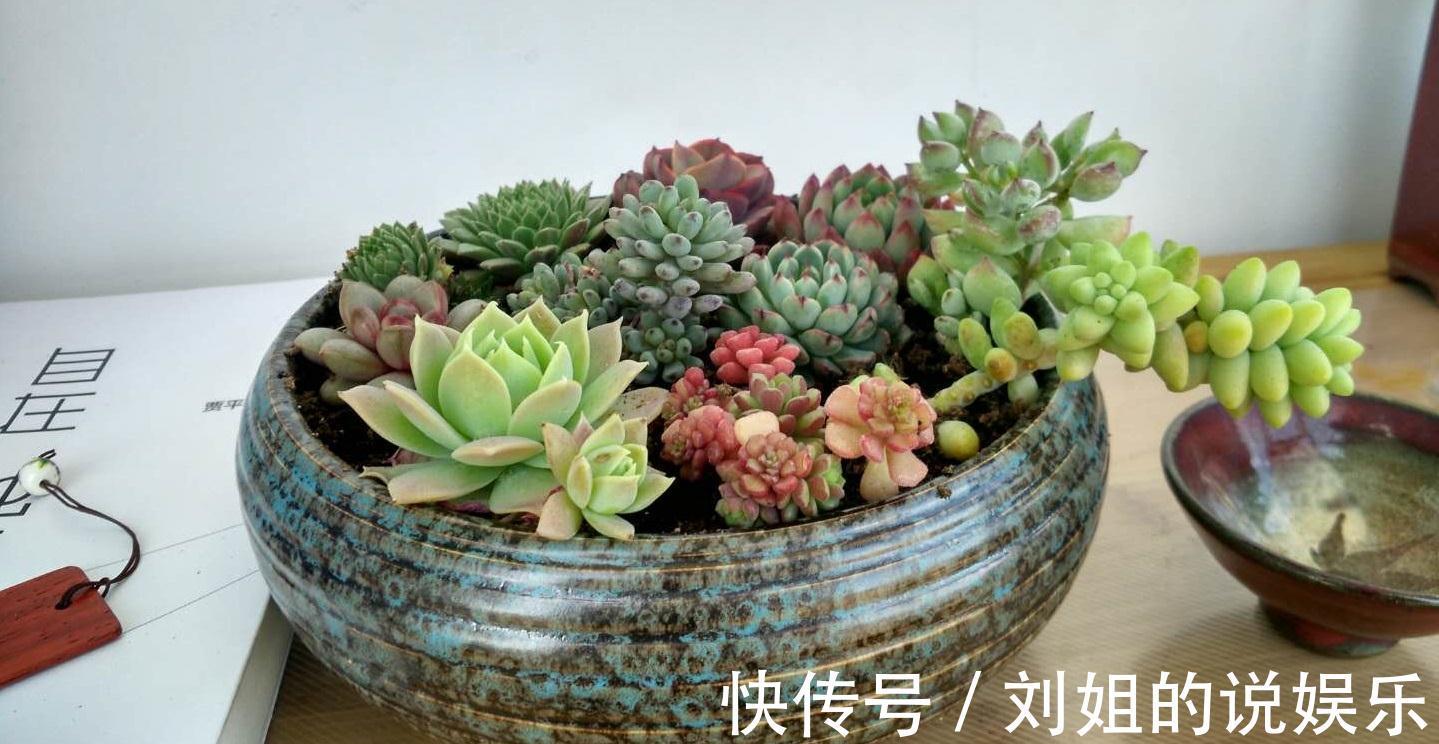 怎样让您的多肉尽快度过危险的服盆期