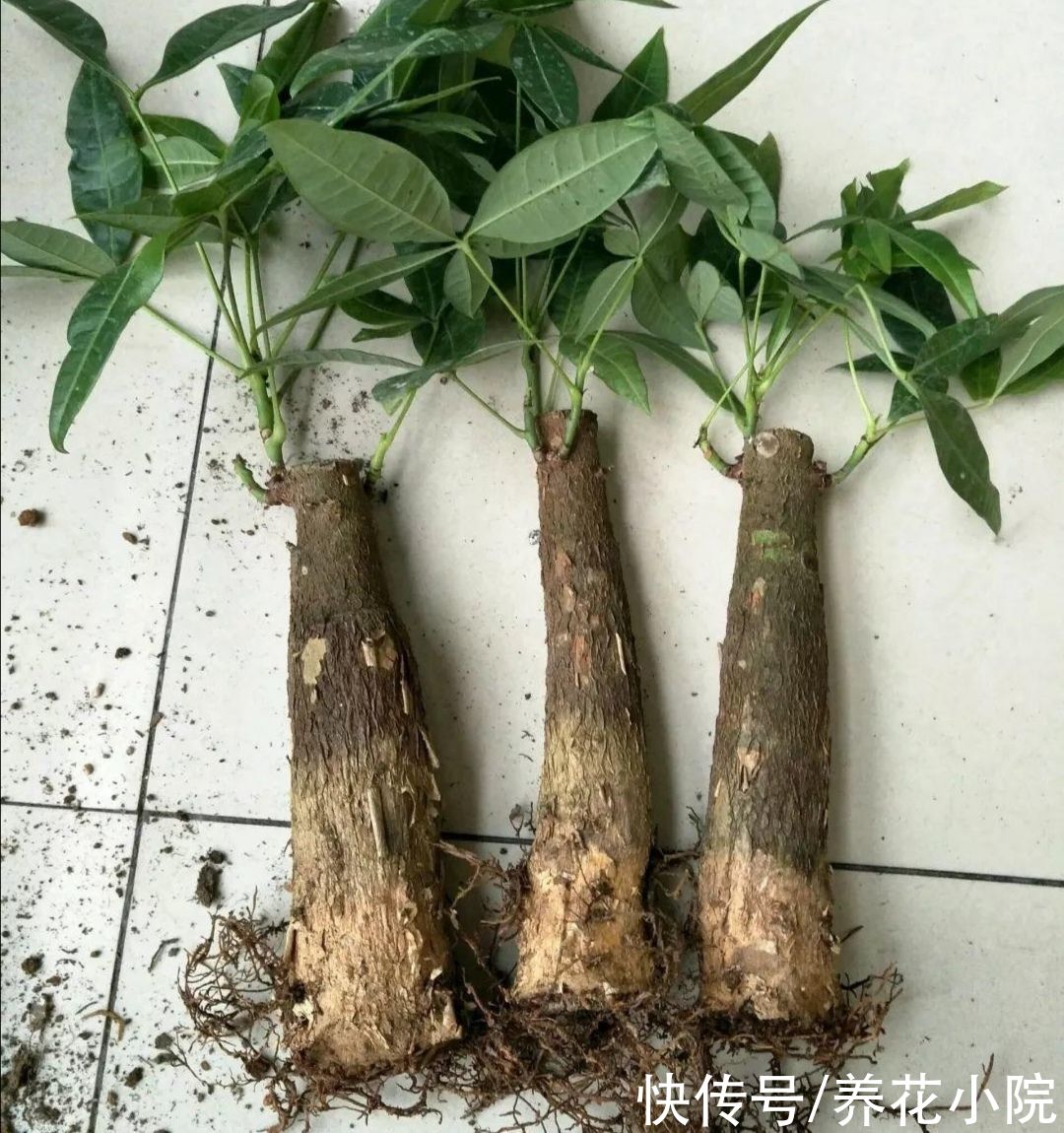 家里养4种“耐旱花”，冬天记得要控水，不然烂根又落叶