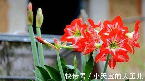 球心|朱顶红，新年吉祥花，养好朱顶红，新年一定红