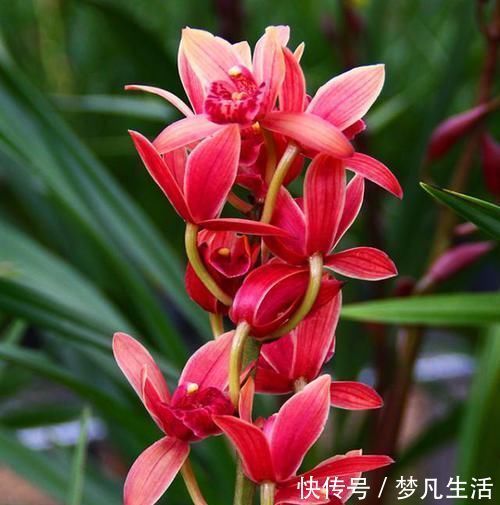 这款兰花“国色天香”,花大色艳,金边线艺明显,每年能开花数次