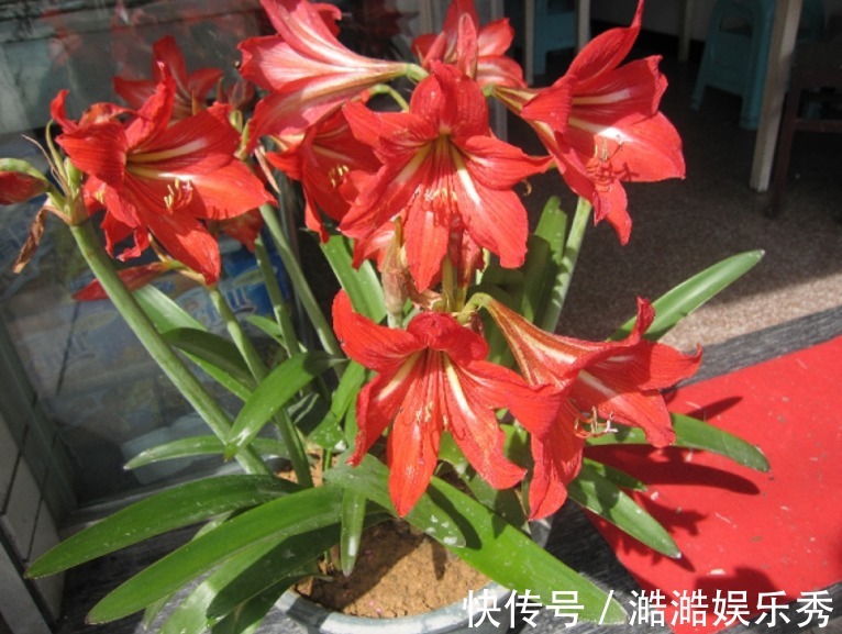 喜庆|路边捡的“洋葱”，种在盆里没管，今年又开花了，妈妈说“喜庆”