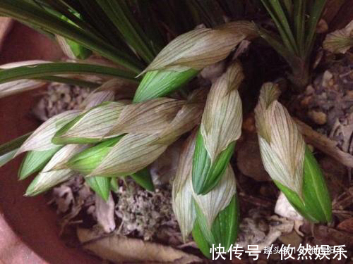 兰花什么时候换盆好选对“时间”,根系壮开花多,一盆变3盆!