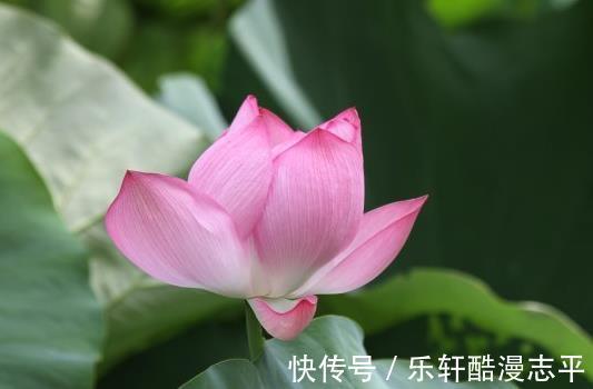 喜事|9月上旬，霉运散好运来，4属相吉星当头，桃花朵朵，喜事来临