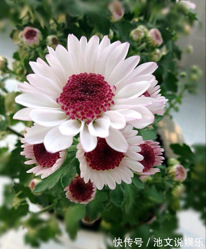 一花|最美的木本花卉,一花多色,漂亮又芳香,红白相映,堪称盆栽佳品