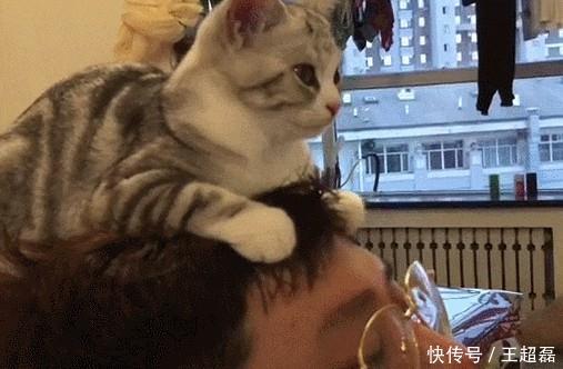 小猫咪趴男主人头上 一猫一人专注看电视 这才叫惯上头了呢 快资讯