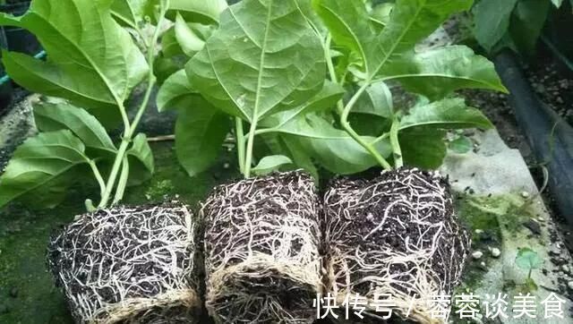 有1种“水果”,剪根枝条插土里,15天生根,结出果子“吃不完”