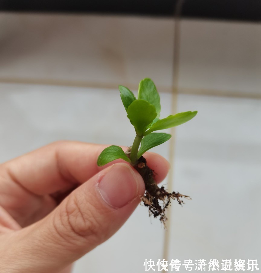 虎皮兰|春天,这八种花剪个枝插土里就活,养养就开花,错过就要等明年了