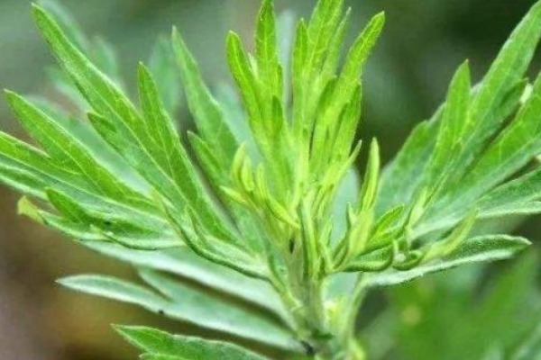 食用枸杞|吃野菜好处多，专家有几种野菜是天然中药，多吃身体才健康