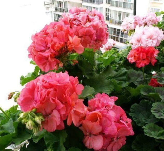 稻田土|这些花特别容易开花,并且花期超长,开花时繁花似锦,花量还大