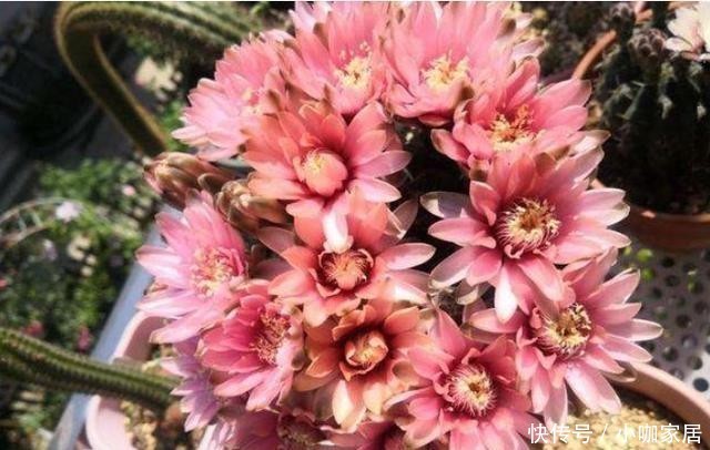 断水|冬季仙人球的“冷知识”,做好才能“无锈斑”,春季开花翻几倍!