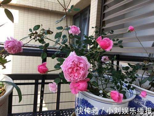 入秋扦插“6种花”，7天就生大白根，告别“黑腐烂”呼呼窜大个