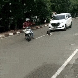 |自由让狗狗面目全非?柴犬别名日本哈士奇!搞笑它是认真的?