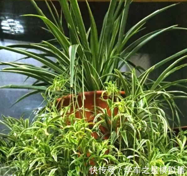 绿萝、吊兰“新玩法”,1片药加上几粒肥,半年养成“绿瀑布”!